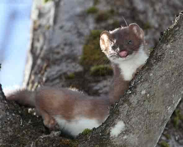 Long-tailed-weasel - Holland